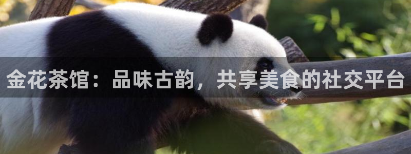 鸿运平台代理台