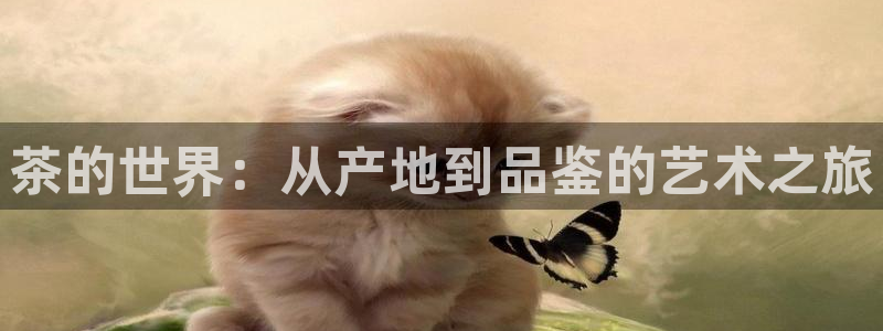 鸿运国际平台咋样