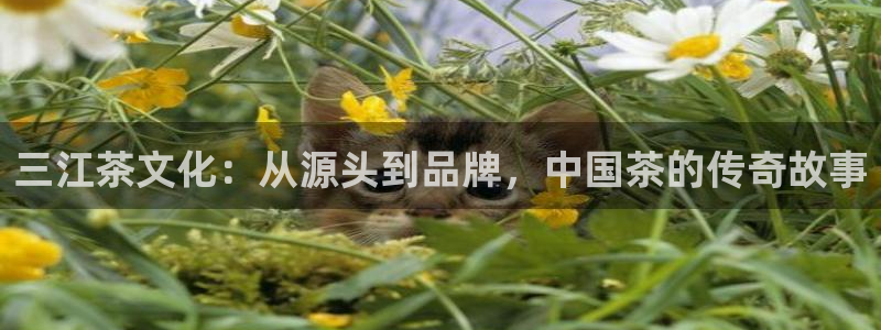 琥珀鸿运彩票平台