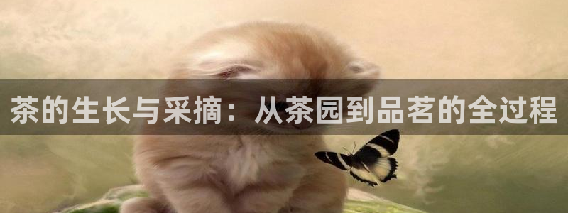 鸿运平台代理代