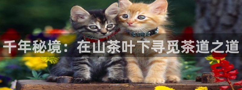 鸿运游戏直播平台