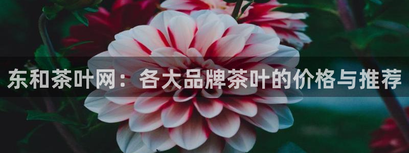 鸿运聊天计划平台