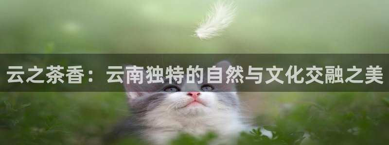 琥珀鸿运平台挣钱真实吗