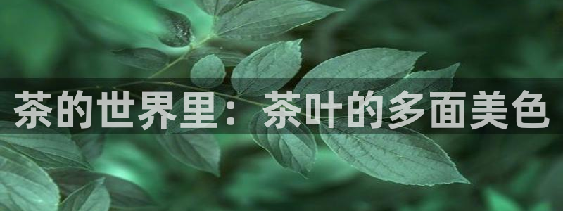 鸿运专业购彩平台网止