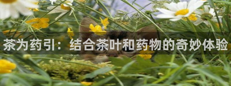 鸿运平台刷投注