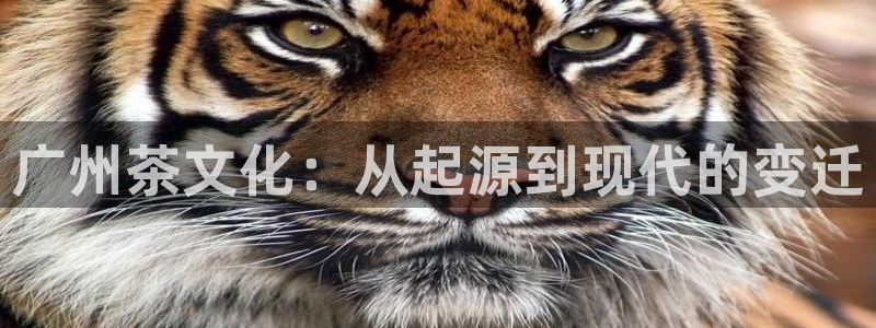 鸿运市场直播平台