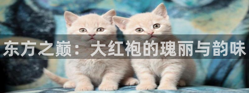 鸿运平台主管